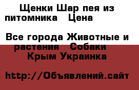 Щенки Шар пея из питомника › Цена ­ 25 000 - Все города Животные и растения » Собаки   . Крым,Украинка